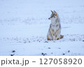 Coyote sitting in snowy field looking towards horizon 127058920