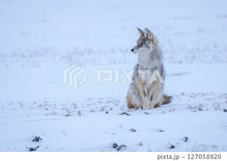Coyote sitting in snowy field looking towards horizon 127058920