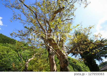 兵庫県朝来市　神子畑のサルスベリ 127059363
