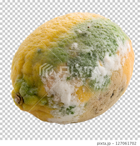Moldy lemon isolated on transparent background, spoiled citrus, rotten fruit, natural decay, food waste Moldy lemon isolated on transparent background, spoiled citrus, rotten fruit, natural decay, food waste 127061702