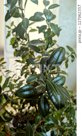 Rubber fig, Ficus elastica Robusta, with glossy, deep green leaves, showcasing lush texture and tropical elegance. 127062357
