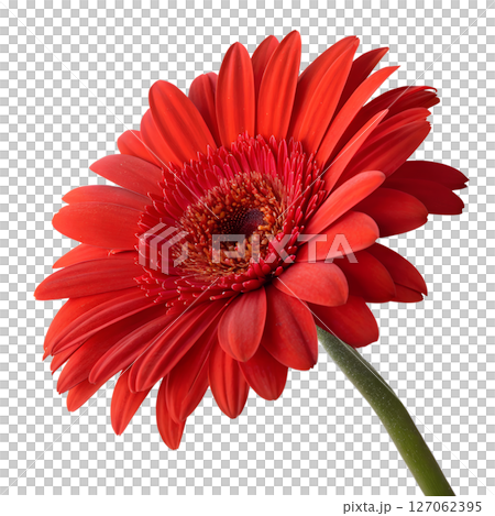 Vibrant red gerbera daisy isolated on transparent background, fresh flower, botanical beauty 127062395