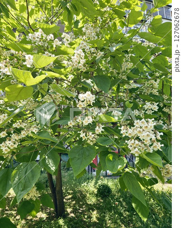 Catalpa tree. Flowers are white or cream-colored. One of the most common species is the southern Catalpa bignonioides or Chinese Catalpa ovata. Catalpa tree. Flowers are white or cream-colored. One of the most common species is the southern Catalpa bignonioides or Chinese Catalpa ovata. 127062678