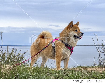 Adorable red Shiba Inu dog happily walking on lush green gras 127063457