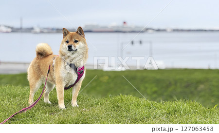 Adorable red Shiba Inu dog happily walking on lush green gras Adorable red Shiba Inu dog happily walking on lush green gras 127063458