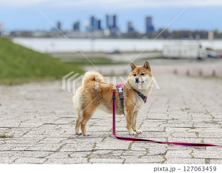Adorable red Shiba Inu dog happily walking on lush green gras Adorable red Shiba Inu dog happily walking on lush green gras 127063459