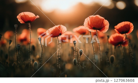 Poppies in a Field at Sunset, Capturing a Moment of Tranquility 127063608
