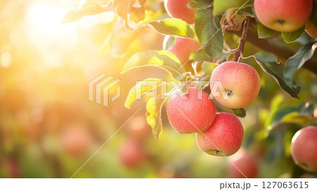Ripe Red Apples Hanging on Branch in Orchard 127063615