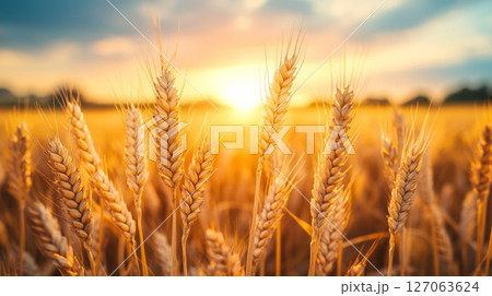 Golden Wheat Stalks Bathed in Sunset Light Golden Wheat Stalks Bathed in Sunset Light 127063624