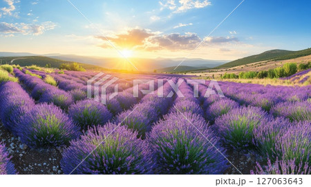 Lavender Field at Sunset with Sunbeams and Rolling Hills Lavender Field at Sunset with Sunbeams and Rolling Hills 127063643