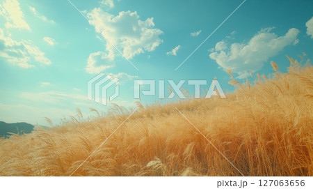 Golden Grass Field Under a Blue Sky with Fluffy...のイラスト素材 [127063656 ...