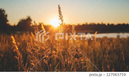 Golden Grass Stalks Bathed in Sunset Light 127063759