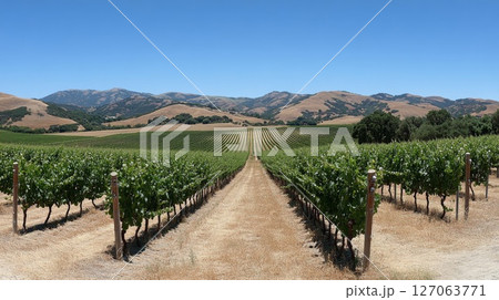 Vineyard Rows Leading to Rolling Hills under a Blue Sky 127063771