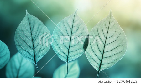 Three Delicate Leaf Veins Against a Blurry Green Background Three Delicate Leaf Veins Against a Blurry Green Background 127064215