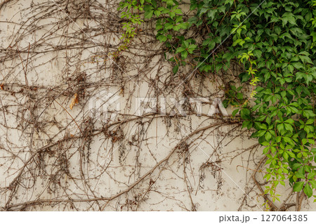Green ivy climbing white wall with dried branches wallpapper copy space Green ivy climbing white wall with dried branches wallpapper copy space 127064385