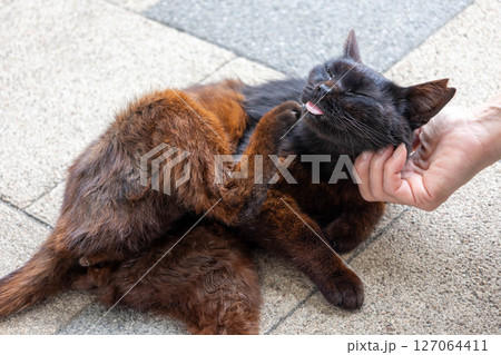 人懐こい猫 127064411