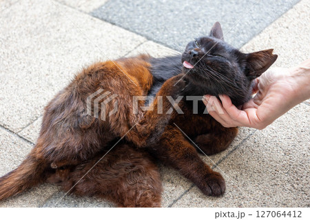 人懐こい猫 127064412
