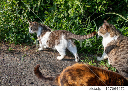 仲のいい猫たち 仲のいい猫たち 127064472