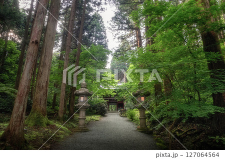 初夏の新緑が濃い登山道の風景 127064564