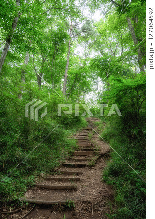 初夏の新緑が濃い登山道の風景 127064592