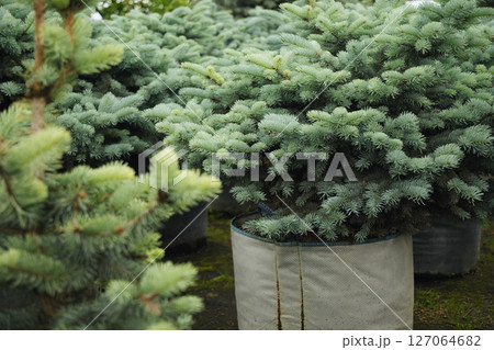Dense blue spruce trees in nursery with lush foliage for sale in pot. Evergreen plants in cultivated garden setting. Close up. Outdoors. Dense blue spruce trees in nursery with lush foliage for sale in pot. Evergreen plants in cultivated garden setting. Close up. Outdoors. 127064682