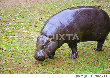 A pygmy hippo grazing in the grass. A pygmy hippo grazing in the grass. 127064711