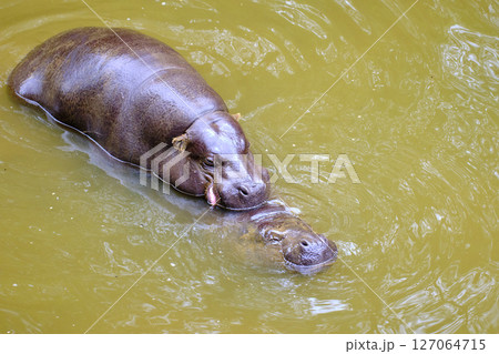couple of pygmy hippos copulating in the water. 127064715