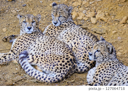 Three cheetahs are laying down in the grass. 127064718
