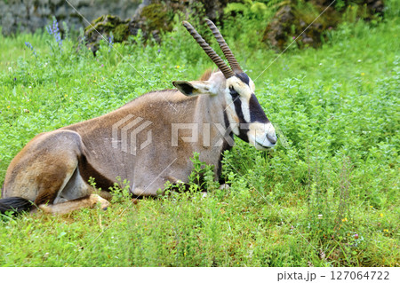 A cape oryx with horns is laying down in a grassy field. A cape oryx with horns is laying down in a grassy field. 127064722