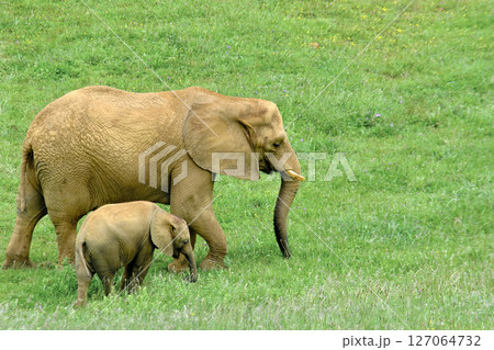 A mother elephant and her baby are standing in a grassy field. A mother elephant and her baby are standing in a grassy field. 127064732