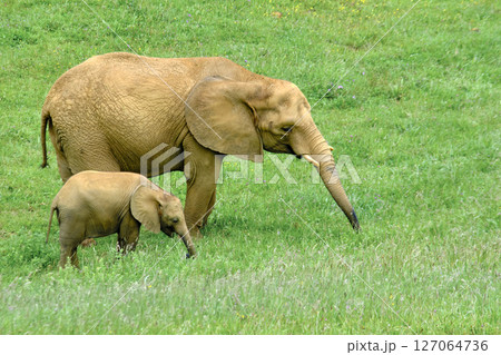 A mother elephant and her baby are standing in a grassy field. 127064736