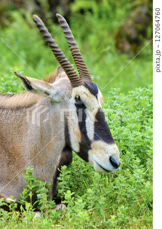 A cape oryx with horns is laying down in a grassy field. 127064760