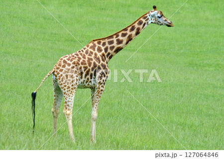A giraffe standing in a grassy field. 127064846