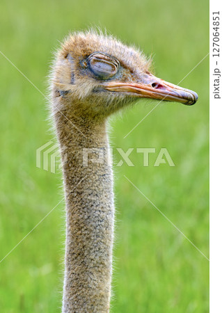 A baby ostrich is standing in a green field. 127064851