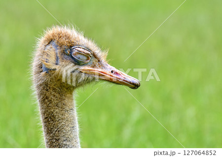 A baby ostrich is standing in a green field. A baby ostrich is standing in a green field. 127064852