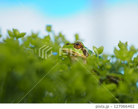 雨上がりの空を見つめているかのようなカエル（20250604060239） 127066402