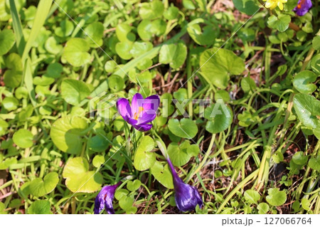 可愛い クロッカスの花 可愛い クロッカスの花 127066764