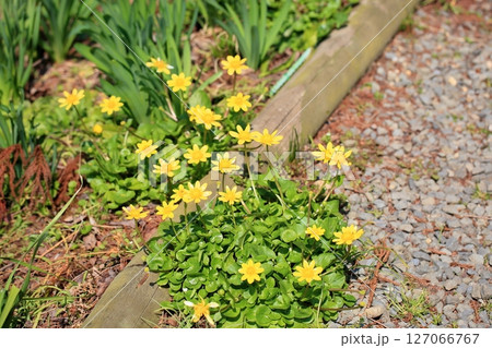 明るい　ヒメリュウキンカの花 127066767
