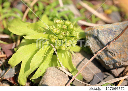 可愛い フキノトウ 可愛い フキノトウ 127066772