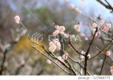 可愛い　梅の花　朱鷺の舞 127066775