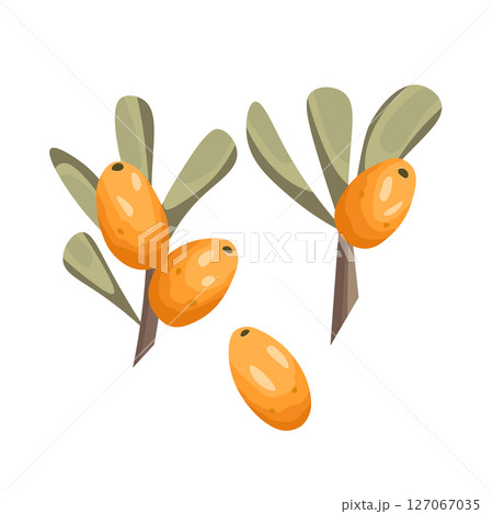 Sea buckthorn set. Natural fresh ripe tasty berries. Vector illustration for background, packaging, textile, card and various other designs. Template icons. Food concept Sea buckthorn set. Natural fresh ripe tasty berries. Vector illustration for background, packaging, textile, card and various other designs. Template icons. Food concept 127067035