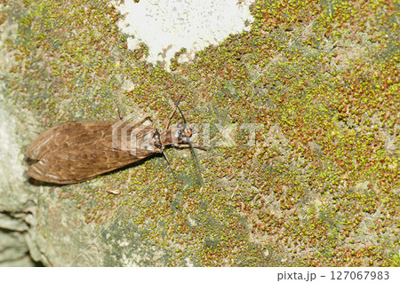 ヘビトンボの一種 127067983