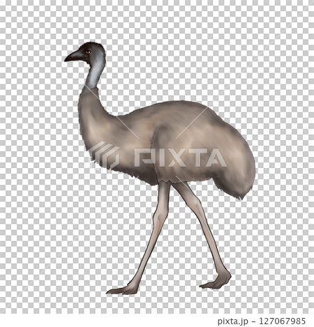 歩くエミューのイラスト 歩くエミューのイラスト 127067985