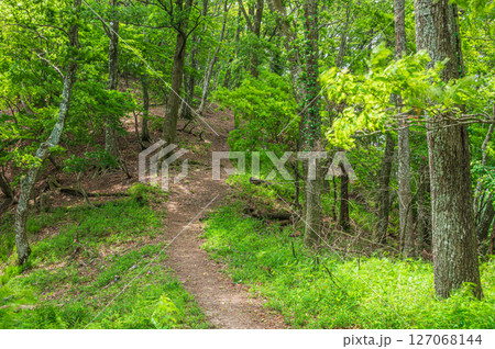 樹林の中の道 賤ヶ岳ハイキングコース 滋賀県長浜市 樹林の中の道 賤ヶ岳ハイキングコース 滋賀県長浜市 127068144