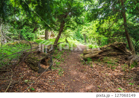 樹林の中の道 賤ヶ岳ハイキングコース 滋賀県長浜市 樹林の中の道 賤ヶ岳ハイキングコース 滋賀県長浜市 127068149