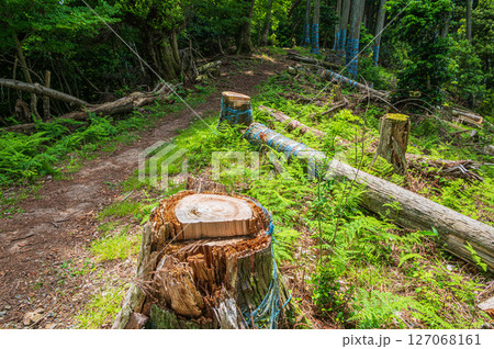 樹林の中の道　賤ヶ岳ハイキングコース　滋賀県長浜市 127068161