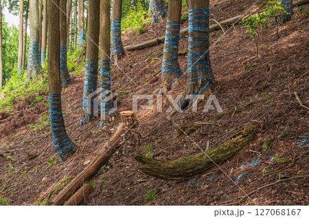 湖北地方の針葉樹林　滋賀県長浜市 127068167