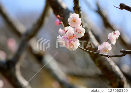可愛い 梅の花 朱鷺の舞 可愛い 梅の花 朱鷺の舞 127068590