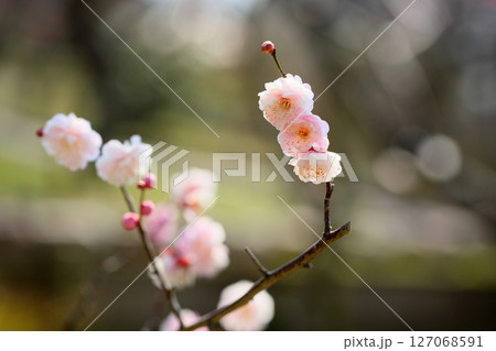 可愛い　梅の花　朱鷺の舞 127068591