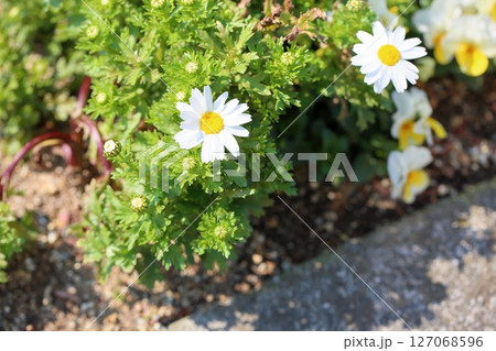 爽やか ノースポールの花 爽やか ノースポールの花 127068596